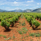 wine trip